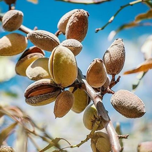 Almond IXL - Pb18