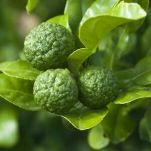 Lime Kaffir - 4.7Lt