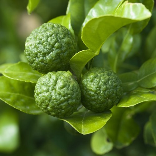 Lime Kaffir - 4.7Lt