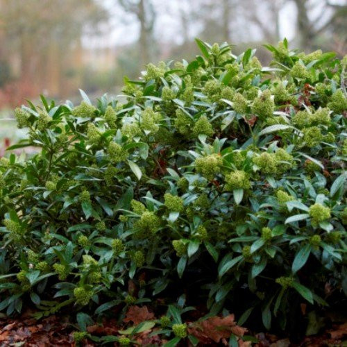 Skimmia x con. Kew Green - 2Ltr - Image 2
