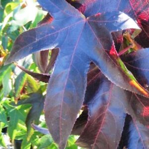 Liquidambar Burgundy, Sweetgum - Pb18