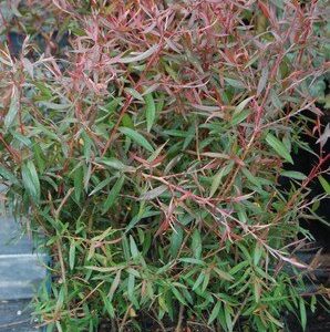 Leptospermum Copper Sheen, Shining Tea Tree - Pot