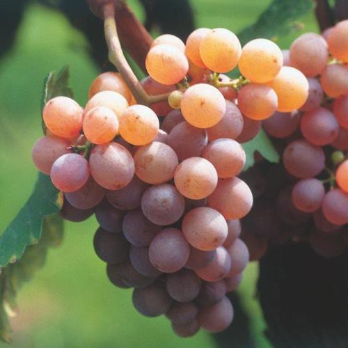 Grape Gewurztraminer - Pb6.5