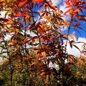 Acer scolopendrifolium Atropurpureum - Pb28
