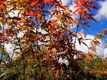 Acer scolopendrifolium, Japanese Maple - Pb40