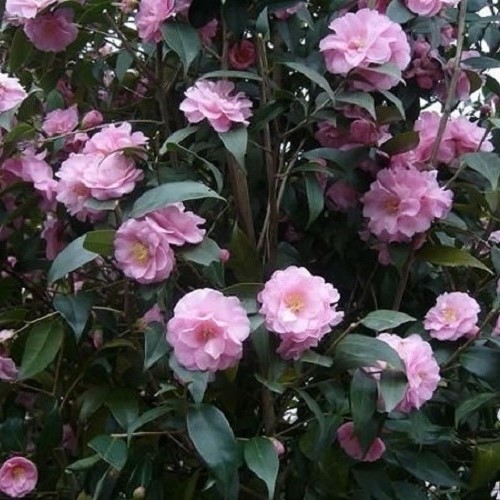 Camellia Spring Festival - 3.3Ltr(60/90) - Image 2