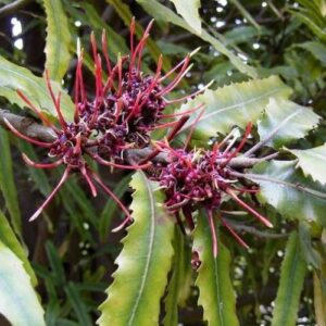 Knightia excelsa - PB18 (100/140)