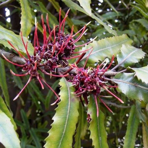 Knightia excelsa - PB18 (100/140) - Image 2