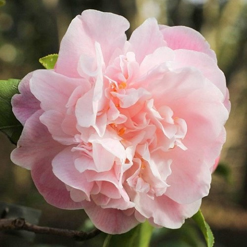 Camellia Sweet Emily Kate - 2.5Ltr - Image 2