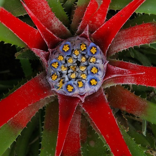 Fascicularia bicolor Crimson Bromeliad - 2Ltr - Image 3