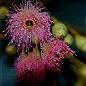 Eucalyptus sideroxylon Rosea, Red Ironbark Gum