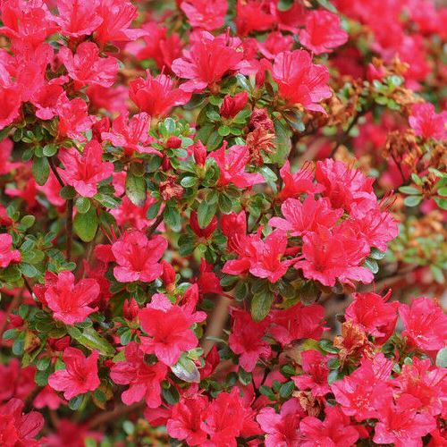 Azalea Hino Crimson - 1.25Ltr