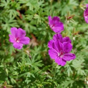 Geranium Tiny Monster, Cranesbill