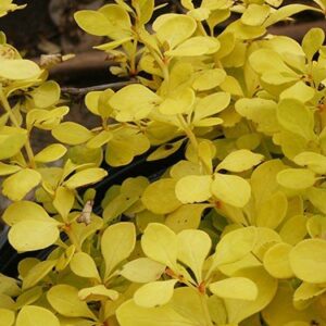 Berberis th. Aurea - 2L (30/40)