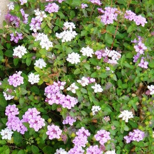 Lantana montevidensis, Trailing Lantana - Pb5 - Image 2