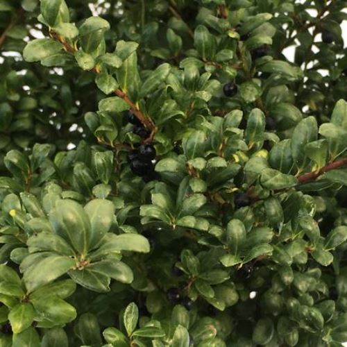 Ilex crenata Convexa, Japanese Holly - Pot - Image 2