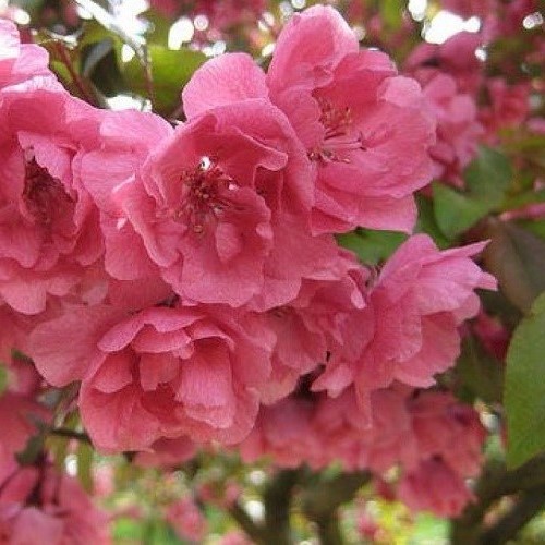 Malus Barbara Ann, Crabapple - Pb18 - Image 2