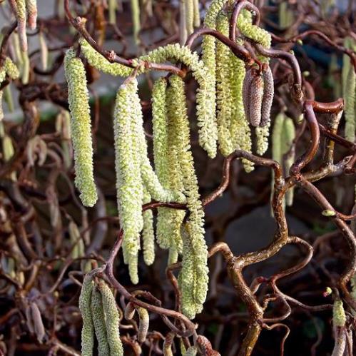 Corylus a. Contorta 1M STD, Corkscrew Hazel - Pb12 - Image 2