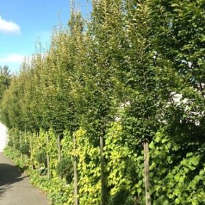 Carpinus betulus Fastigiata, Upright European Hornbeam - Pb28 (1.8 / 2.3m )