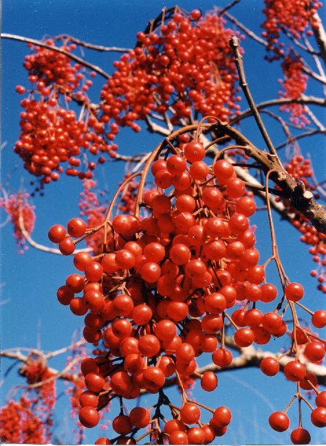Idesia polycarpa, Wonder Tree - Pb28
