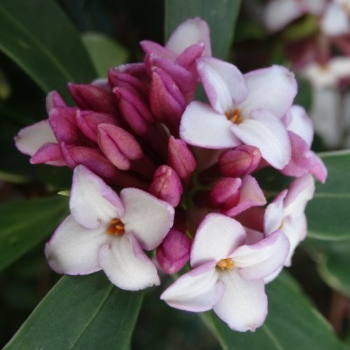 Daphne odora Cameo - Pb6.5 - Image 2