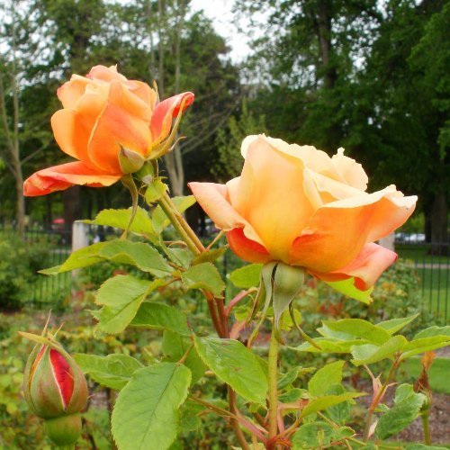 Rose V for Victory (bush, hyb. tea) - Image 2