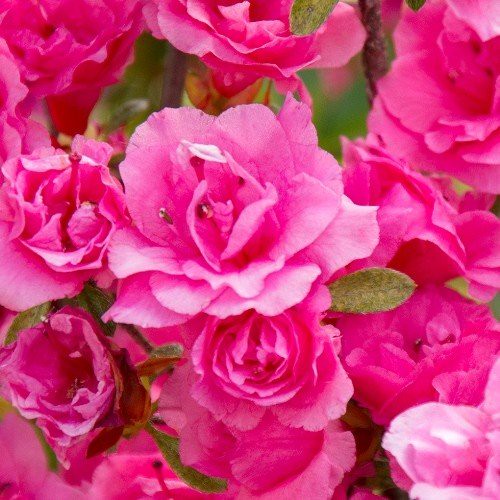 Azalea Charlie - Pb6.5