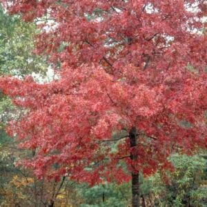 Quercus rubra, Northern Red Oak  - Pb12