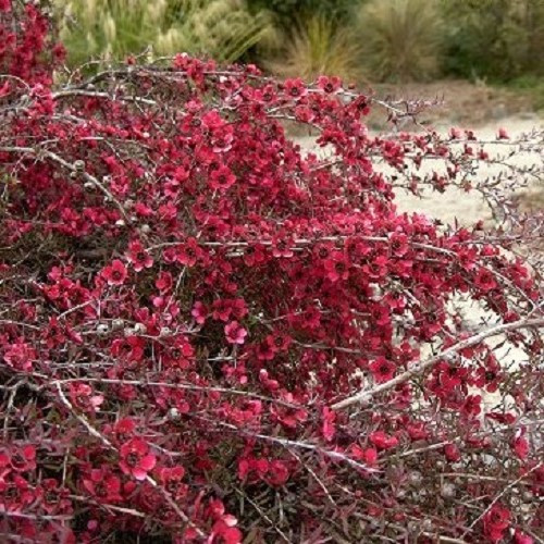 Leptospermum Red Falls, Manuka - Pb5 - Image 2