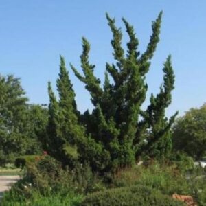 Juniperus Kaizuka, Hollywood Juniper - 3.5Ltr