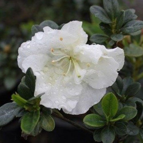 Azalea Pax - 2.5Ltr - Image 2