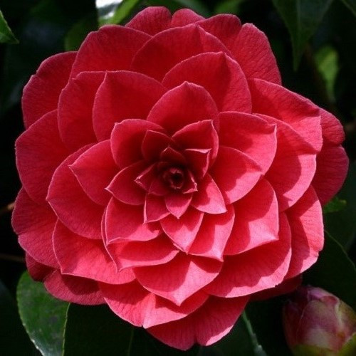 Camellia Red Lace - Image 2