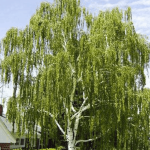 Betula Dalecarlica, Cutleaf Weeping Birch - 25Ltr