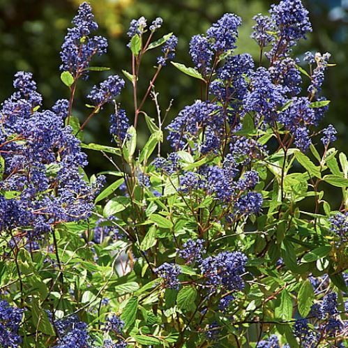 Ceanothus Henri Desfosse - Pb6.5 - Image 2