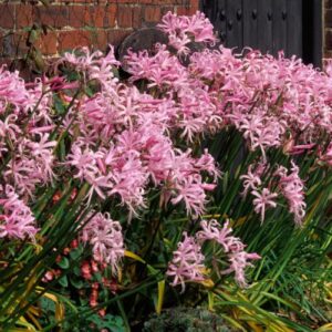 Nerine Pink Frills - 13cm