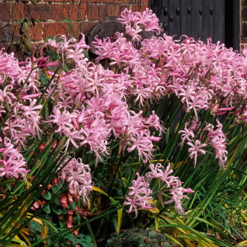 Nerine Pink Frills - 13cm