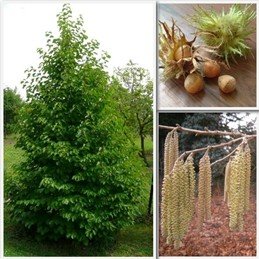 Corylus colurna, Turkish Hazel - Pb12