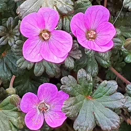 Geranium Bertie Crug, Cranesbill - 1.5Ltr - Image 2