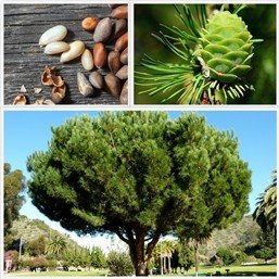 Pinus pinea, Stone Pine - Pb3/Pb5