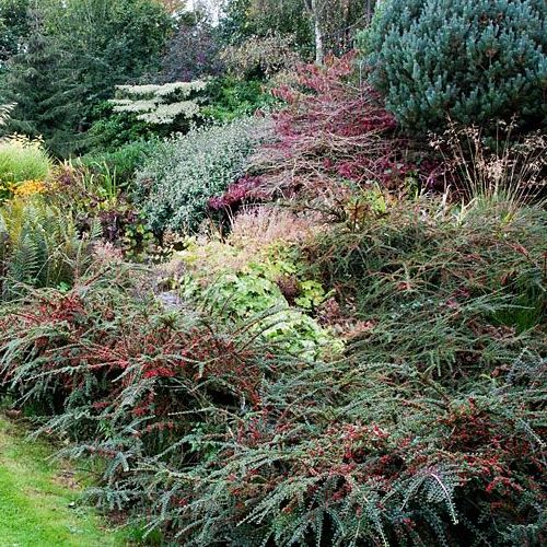 Cotoneaster horizontalis - pb5 (20/30) - Image 2