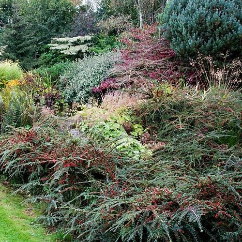 Cotoneaster horizontalis - pb5 (20/30)