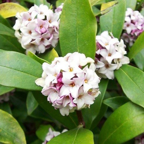 Daphne odora Leucanthe - 3.5Ltr - Image 2