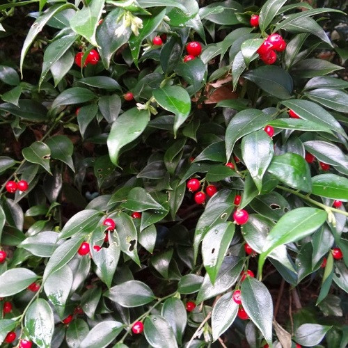Sarcococca ruscifolia, Sweet Box - 2.5Ltr 30/40cm - Image 2