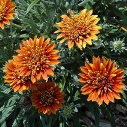 Gazania Sunset Jane, Treasure Flower - 0.5Ltr