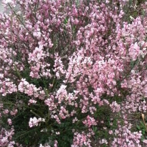 Cytisus s. Lilac Time, Scotch Broom - Pb3/Pb5 - Image 2