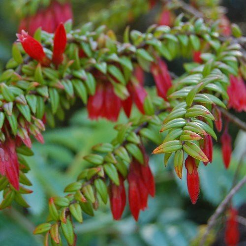 Agapetes serpens - Pb5