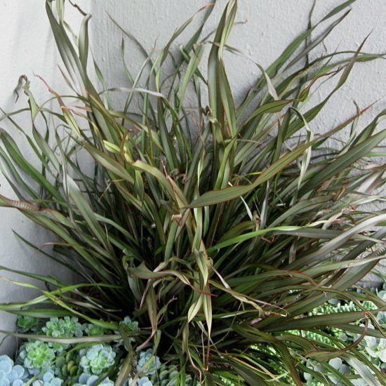 Phormium Surfer, Flax - Pb5 - Image 2