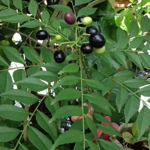 Murraya koenigii, Curry Leaf Tree - 2Ltr - Image 2