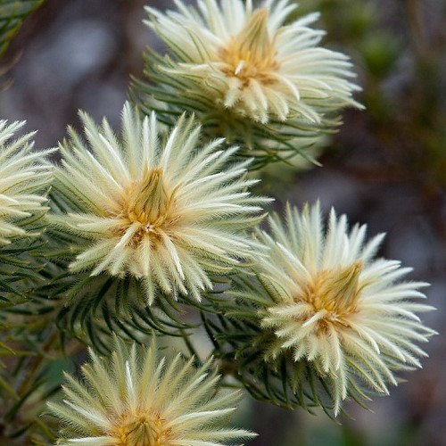 Phylica pubescens, Featherhead - 2.5Ltr - Image 2