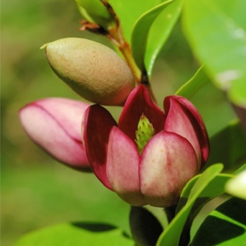 Michelia Figo - 5Ltr - Image 2